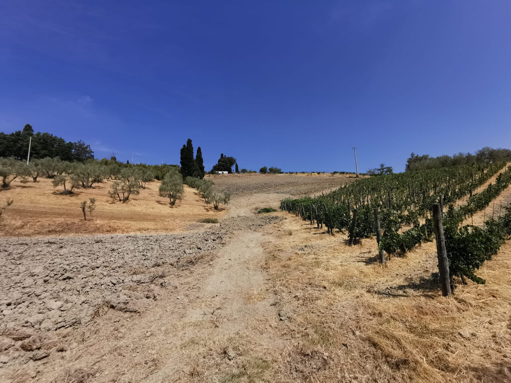 Cassa di Vino Mista - Trebbiano Toscano IGT Biologico e Chianti DOCG