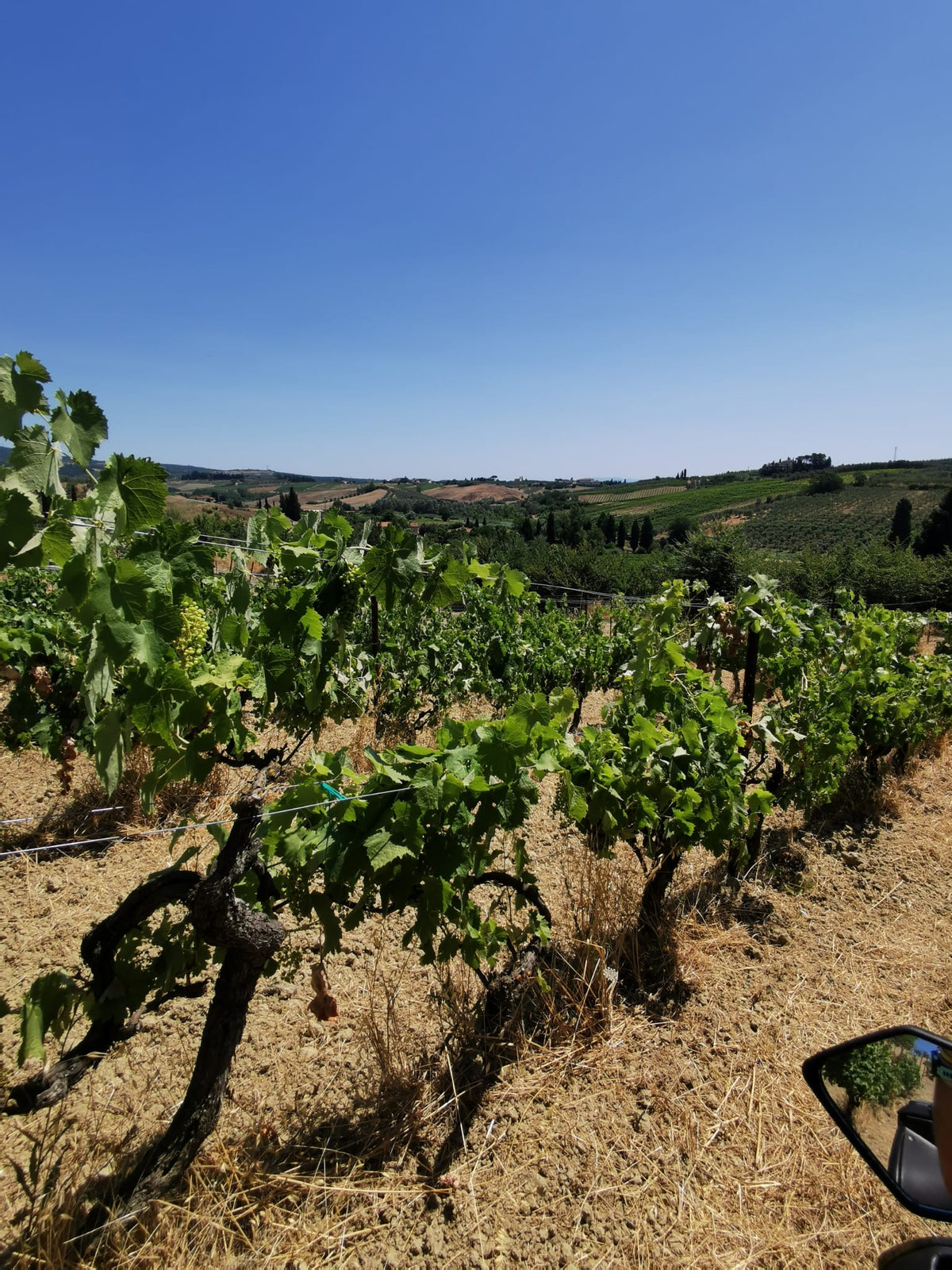 Cassa di Vino Mista - Trebbiano Toscano IGT Biologico e Chianti DOCG