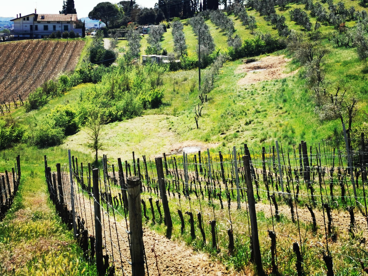 Cassa di Vino Mista - Trebbiano Toscano IGT Biologico e Chianti DOCG